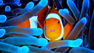 Image by Joshua Nguyen, CCBY, Flickr.